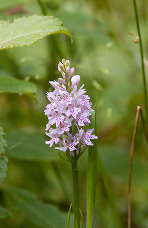 Common Spotted Orchid. Wykeham Forest raptor watchpoint