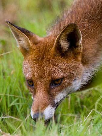Fox