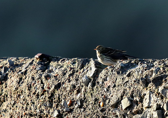 Water Pipit