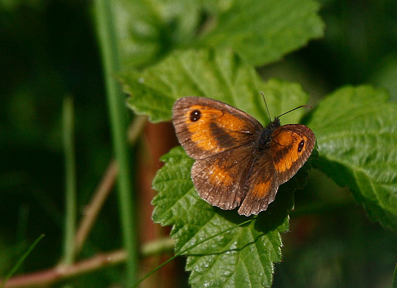 Gatekeeper