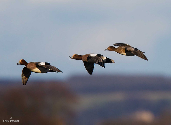 Wigeon