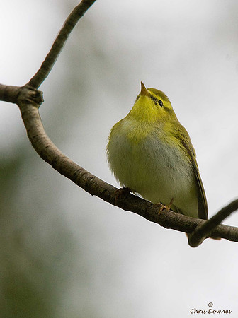 Wood Warbler