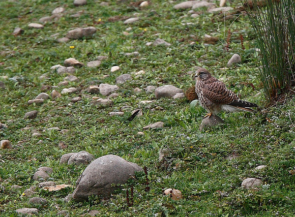 Kestrel
