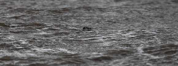 Little Auk
