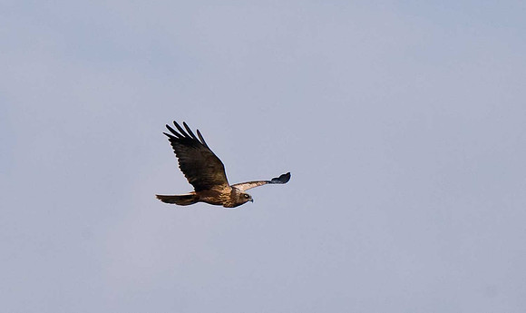 Marsh Harrier