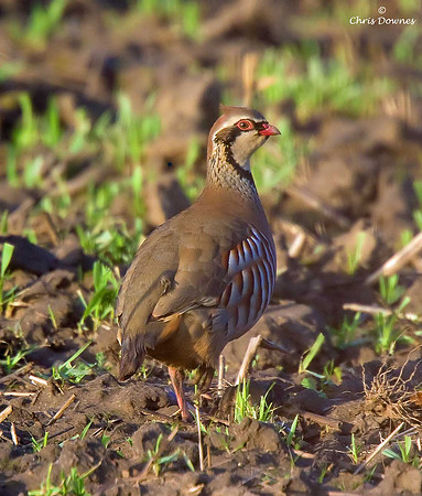 Red-legged Partridge