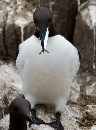 Guillemot
