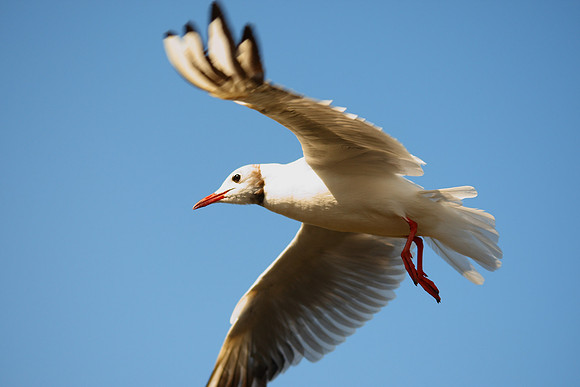 Black-headed Gull