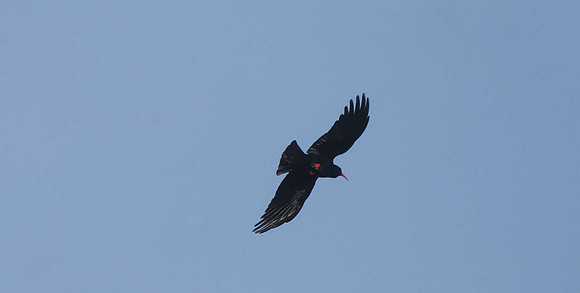 Chough