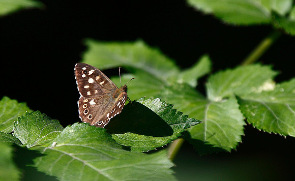 Speckled Wood