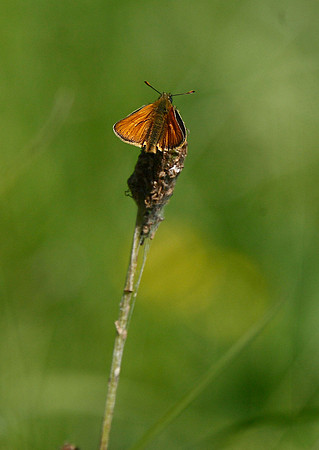 Small Skipper
