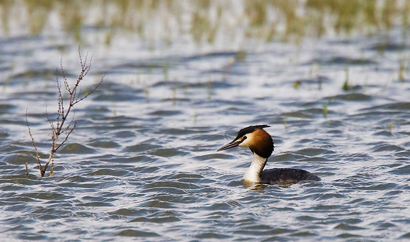 Great Crested Grebe