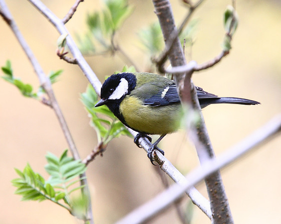 Great Tit