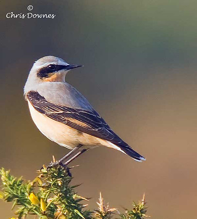 Wheatear