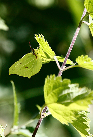 Brimstone