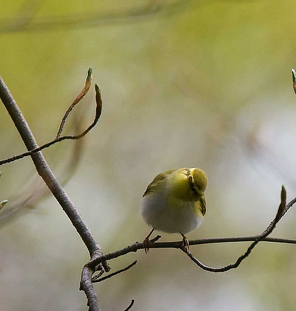 Wood Warbler