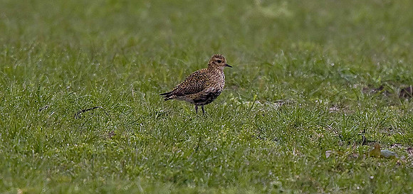 Golden Plover