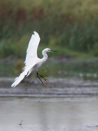 Little Egret