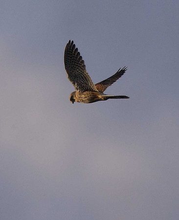Kestrel