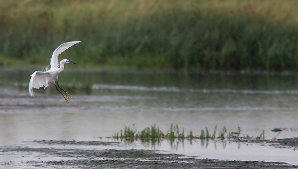 Little Egret
