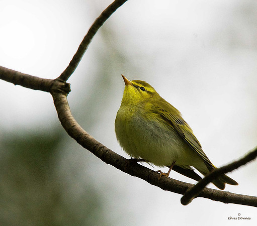 Wood Warbler