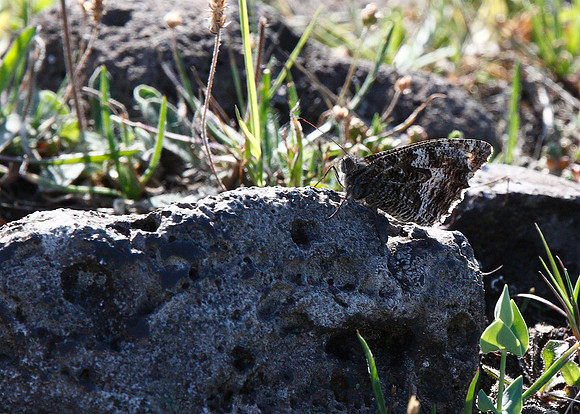 Grayling