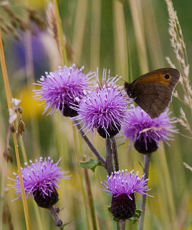 Meadow Brown