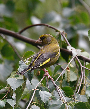 Greenfinch
