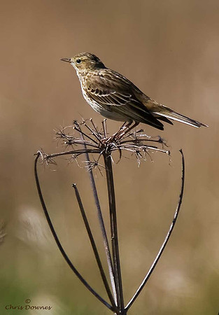 Meadow Pipit