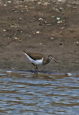 Common Sandpiper