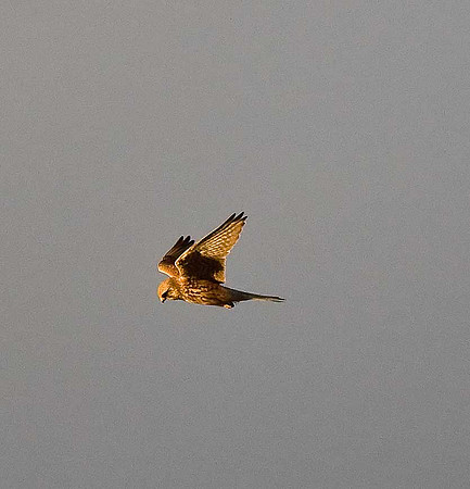 Kestrel
