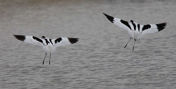 Avocets
