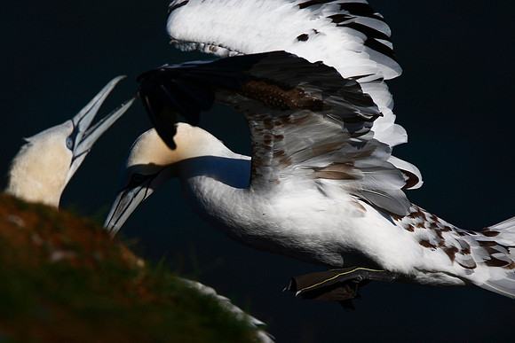 Gannet