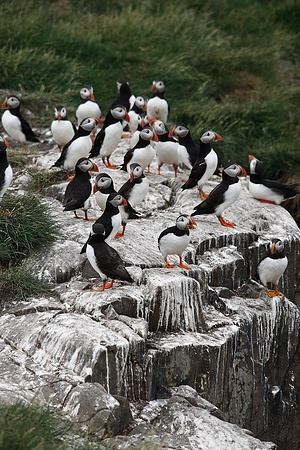 Puffin