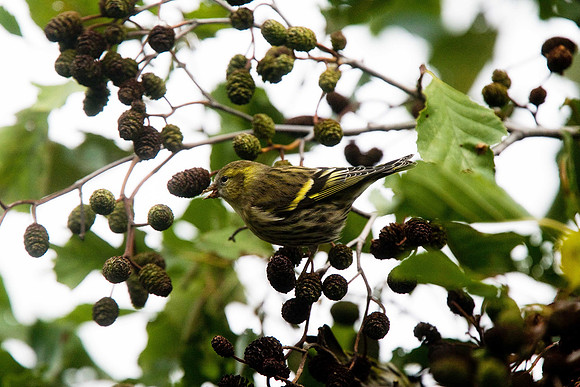 Siskin