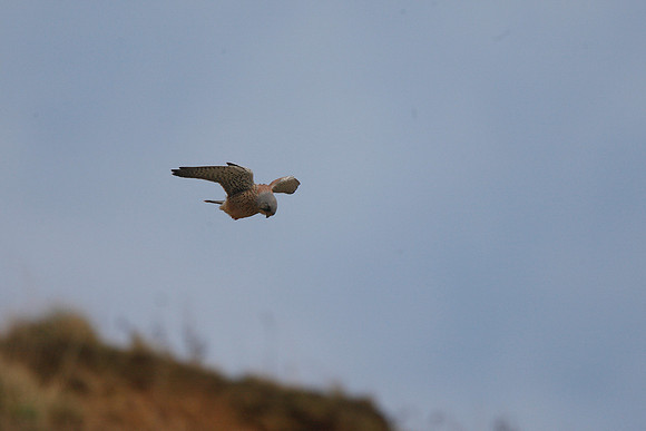 Kestrel