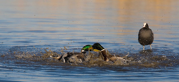 Mallards fighting