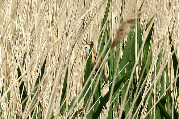 Great Reed Warbler