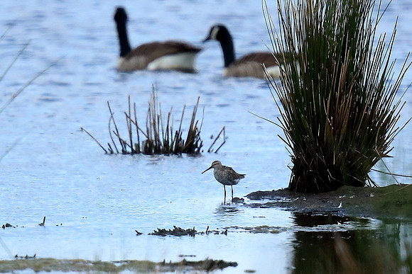 Stilt Sandpiper