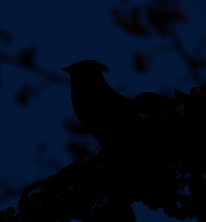 Waxwing