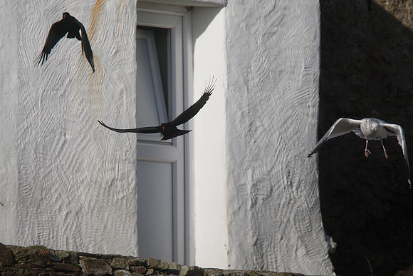 Chough