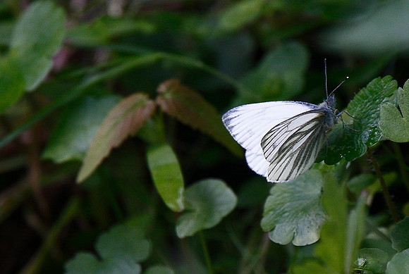 Green-veined White