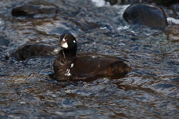 Harlequin Duck