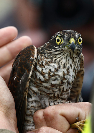 Sparrowhawk