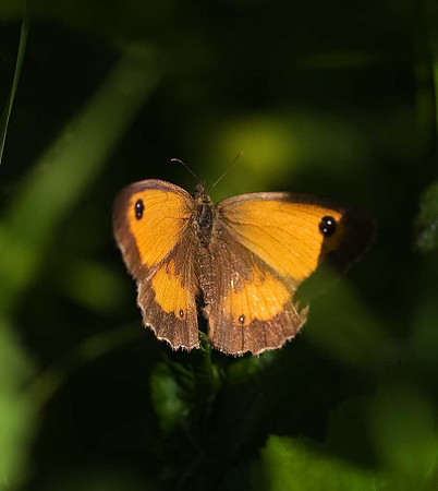Gatekeeper