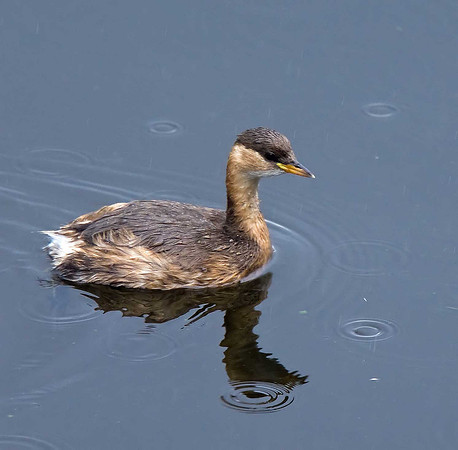 Little Grebe