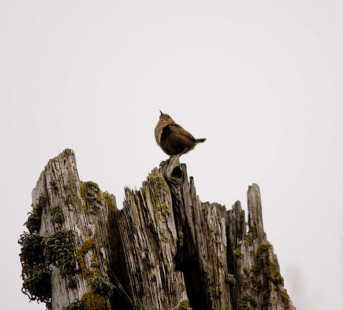 Shetland Wren