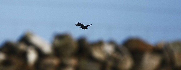 Chough