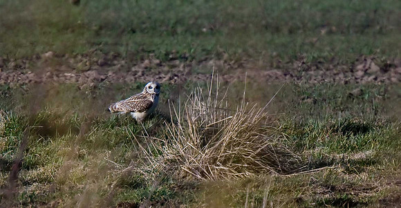 Short-eared Owl