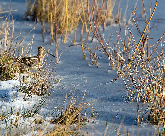 Common Snipe